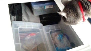 momma inspecting stores